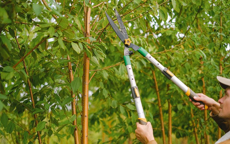 Tree trimming in Natrona, WY